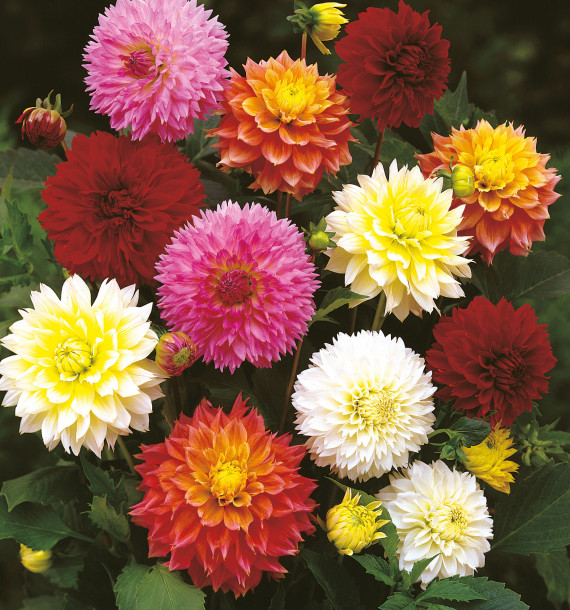 DAHLIAS CACTUS FUBUKI