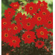 DAHLIA BISHOP OF LLANDAFF