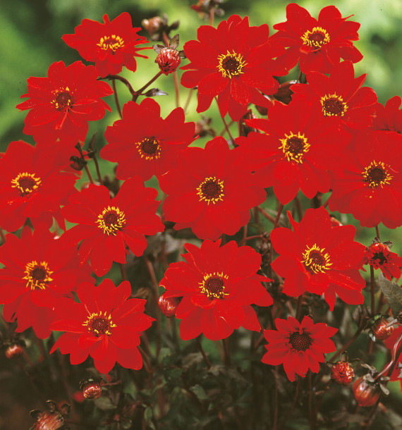 DAHLIA BISHOP OF LLANDAFF