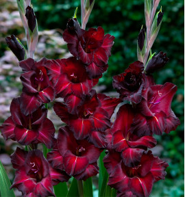 GLAIEUL GÉANT BACK SURPRISE