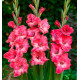 GLAIEUL GEANT PINK PEARL
