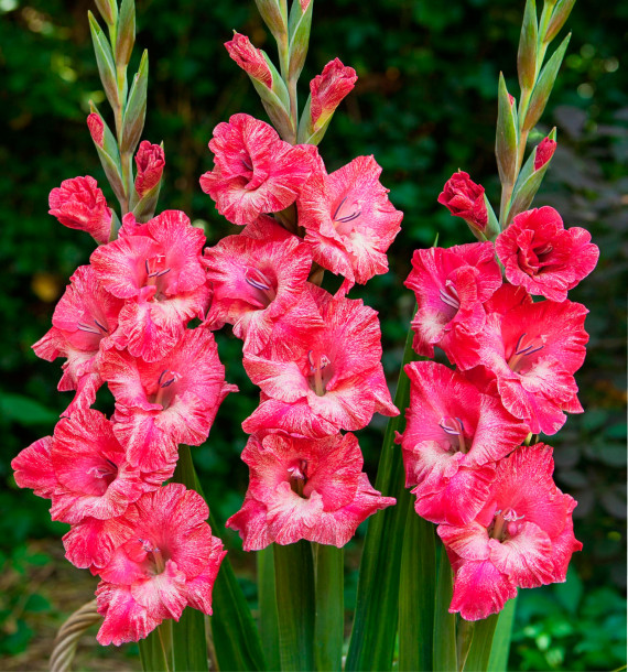 GLAIEUL GEANT PINK PEARL