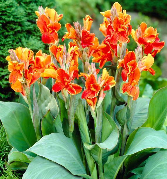CANNA CARNAVAL