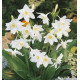 CRINUM POWELLI BLANC