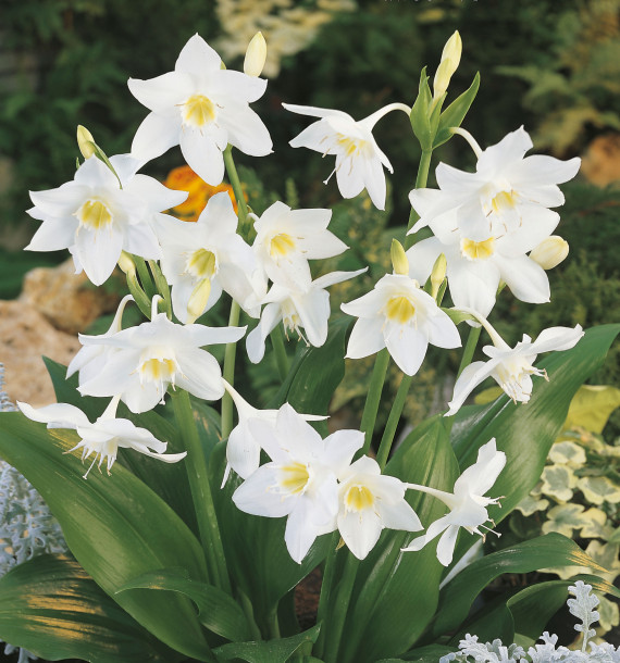 CRINUM POWELLI BLANC