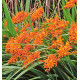 CROCOSMIA MASONORUM