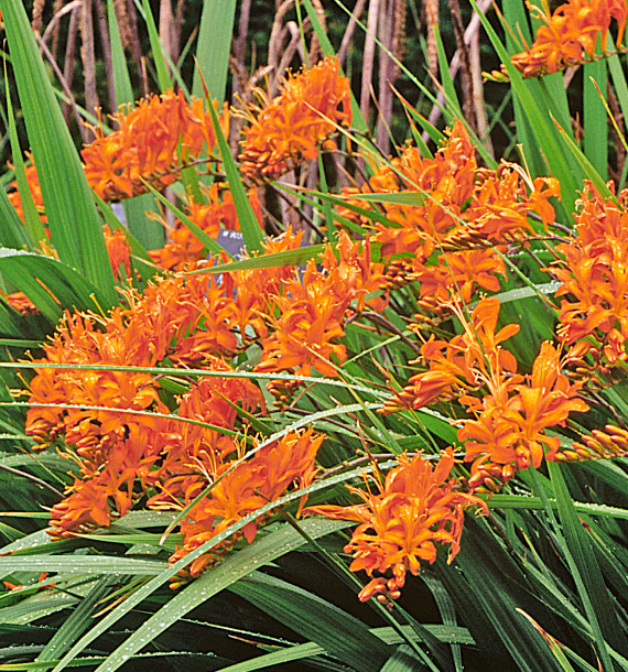 CROCOSMIA MASONORUM
