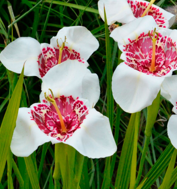 OEIL DE PAON SPECIOSA ALBA