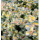 sedum sieboldii variegata