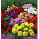 DAHLIAS NAINS DOUBLES EN MELANGE
