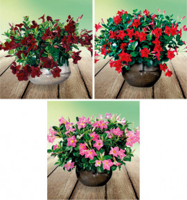 COLIBRIANT 3 DIPLADENIAS : 1 ROUGE + 1 JADE GRENAT + 1 ROSE