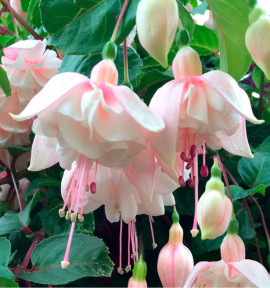 FUCHSIA GEANT ANNABEL