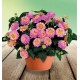 LANTANA HAVANA® ROSE