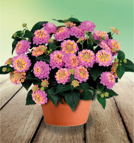 LANTANA HAVANA® ROSE