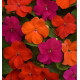 IMPATIENS BEACON® SANIBEL