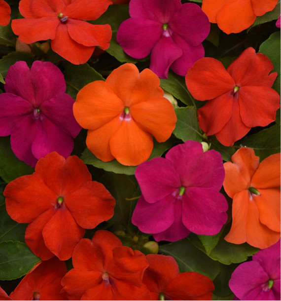 IMPATIENS BEACON® SANIBEL