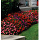 IMPATIENS BEACON® SANIBEL