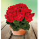 PELARGONIUM ELEGANCE® ROSANNA