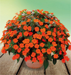 SUNPATIENS® VIGOROUS ORANGE IMPROVED