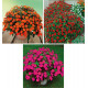 COLIBRIANT 3 SUNPATIENS : 1 VIGOROUS ORANGE IMPROVED + 1 VIGOROUS ROSE PINK + 1 VIGOROUS RED