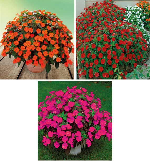 COLIBRIANT 3 SUNPATIENS : 1 VIGOROUS ORANGE IMPROVED + 1 VIGOROUS ROSE PINK + 1 VIGOROUS RED