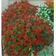 SUNPATIENS® VIGOROUS RED