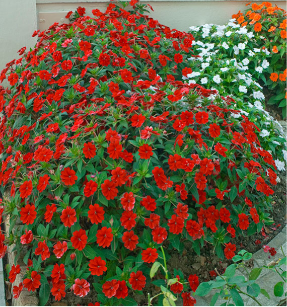SUNPATIENS® VIGOROUS RED