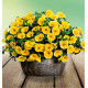 PETUNIA GRANDIFLORA BEE'S KNEES