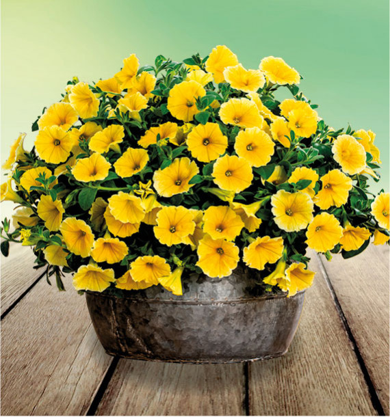 PETUNIA GRANDIFLORA BEE'S KNEES