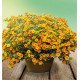 CALIBRACHOA CABARET® DIVA ORANGE