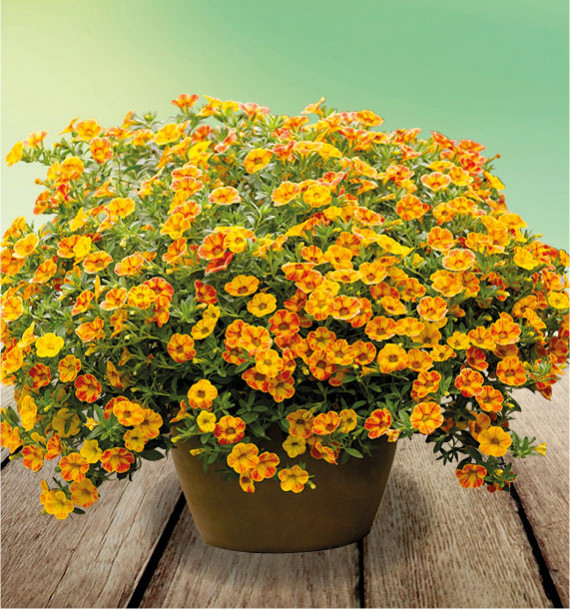 CALIBRACHOA CABARET® DIVA ORANGE