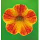 CALIBRACHOA CABARET® DIVA ORANGE