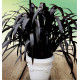 PHORMIUM BLACK VELVET®