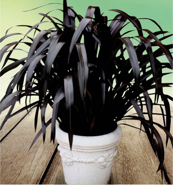 PHORMIUM BLACK VELVET®