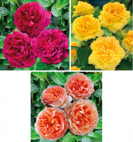 COLIBRIANT 3 ROSIERS ANGLAIS : 1 WILLIAM SHAKESPEARE + 1 GRAHAM THOMAS + 1 ABRAHAM DARBY