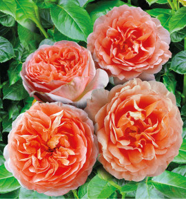 ROSIER ANGLAIS ABRAHAM DARBY