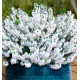 BRUYERE D'HIVER WHITE PERFECTION