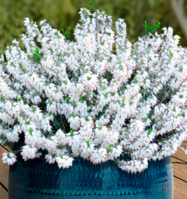 BRUYERE D'HIVER WHITE PERFECTION