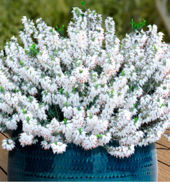 BRUYERE D'HIVER WHITE PERFECTION