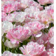 TULIPE À FLEURS DE PIVOINE FINOLA