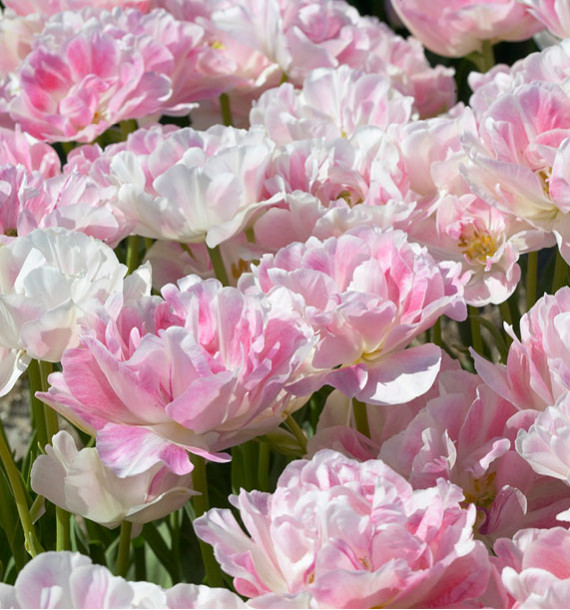 TULIPE À FLEURS DE PIVOINE FINOLA