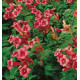 CAMPSIS FLAMENCO