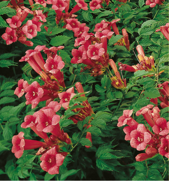 CAMPSIS FLAMENCO