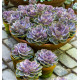 ECHEVERIA PERLE DE NUREMBERG