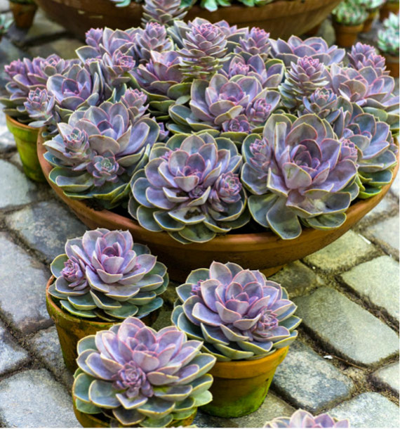 ECHEVERIA PERLE DE NUREMBERG