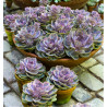 ECHEVERIA PERLE DE NUREMBERG