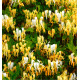 CHEVREFEUILLE HALLIANA
