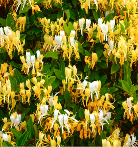 CHEVREFEUILLE HALLIANA
