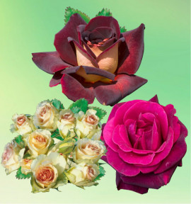 COLIBRIANT 3 ROSIERS BUISSONS : 1 EDDY MITCHELL + 1 CAVE DE TAIN + 1 GRETA