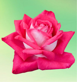 ROSIER BUISSON ROSE GAUJARD®